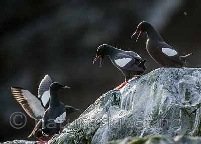 BB 15 0470 / Cepphus grylle / Teist